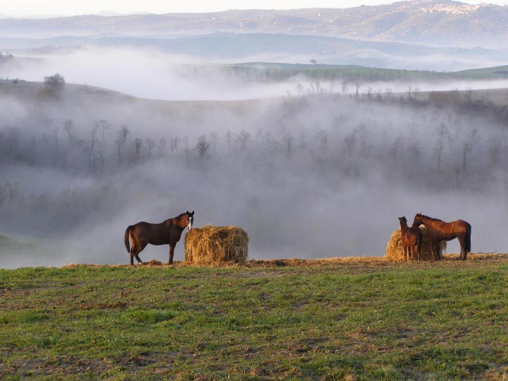 Вилла Fattoria Pieve A Salti Буонконвенто Экстерьер фото